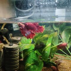 値下げ　熱帯魚　オスベタ　