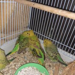 インコの里親募集中！
