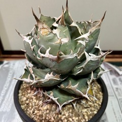 アガベ　チタノタ　鳳凰　の画像
