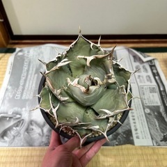 アガベ　チタノタ　鳳凰　の画像