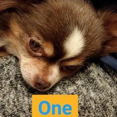関東圏🐕ワンチャン大好き🐕‍🦺ᯓᡣ𐭩🐩🛋️💭 ⭒˚‧仲間で楽しく...