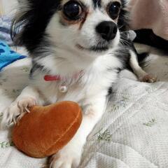 関東圏🐕ワンチャン大好き🐕‍🦺ᯓᡣ𐭩🐩🛋️💭 ⭒˚‧仲間で楽しく語ろう！ - 友達