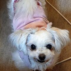 関東圏🐕ワンチャン大好き🐕‍🦺ᯓᡣ𐭩🐩🛋️💭 ⭒˚‧仲間で楽しく語ろう！ - 茂原市