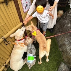 🌸🐶😺世田谷　保護犬猫の譲渡会😺🐶🌸 - 世田谷区