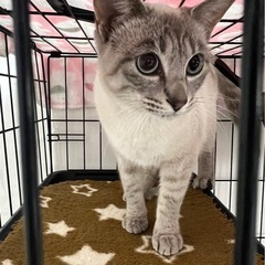 シャムミックス