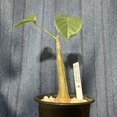 プセウド ボンバックス エリプティクム 灌木 塊根植物 コーデックス 