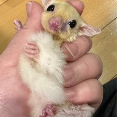 フクロモモンガ リューシベビー