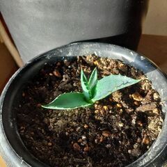 アガベ　サルミアナ　グリーンジャイアントのカキコ