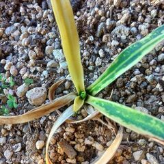 新潟で地植え可能なユッカ グロリオサ 散斑入り芋です。