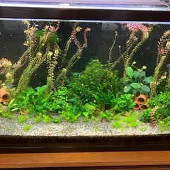 値下げ！水槽 120cm.高さ60cm.奥行き45cm.の画像