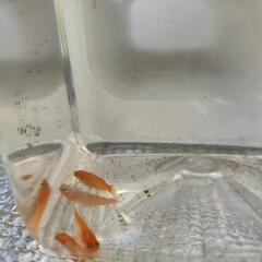 レーヴなど追加しました！の画像