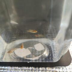 レーヴなど追加しました！の画像