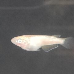 ★近松めだか（ミラージュメダカ）の画像