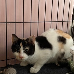 正式譲渡🐾綺麗なとび三毛の絃（いと）ちゃん - 猫