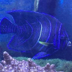 海水魚