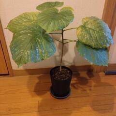 観葉植物 ウンベラータ