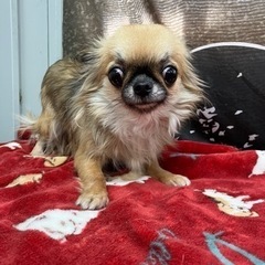 里親募集中☆ペキちゃん