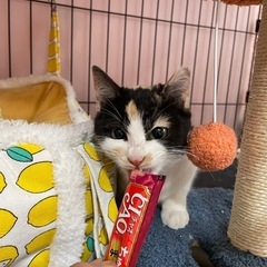正式譲渡🐾綺麗なとび三毛の絃（いと）ちゃん − 大阪府