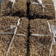 天然芝 野芝 1平米分の画像
