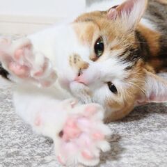 木箱の中の猫たち　ミコさん(仮)