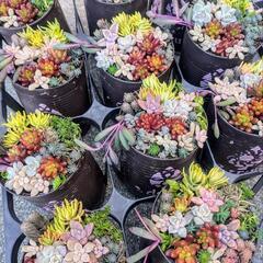 🍀多肉寄せ植え🍀たくさん出来ました🍀