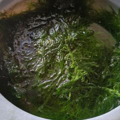 水草　どんな量でも100円！