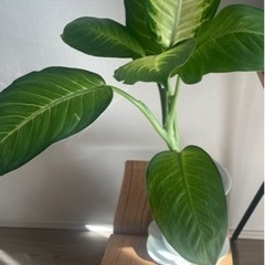 観葉植物ディフェンバキア マリアンヌ