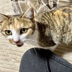 綺麗な模様のキジ三毛ちゃん