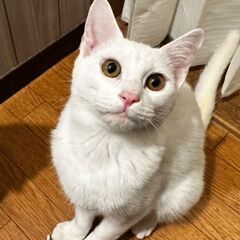 ★譲渡会あります★　可愛い白猫くんです♪