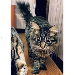 ★譲渡会あります★　ちょっと長毛くんです♪