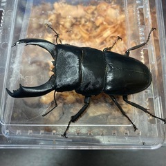 キングテイオウヒラタ♂1♀3の画像