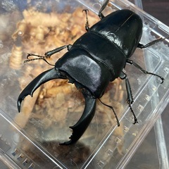 キングテイオウヒラタ♂1♀3
