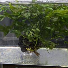 ボルビティス1株