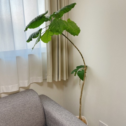 ウンベラータ　150㎝