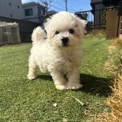 【飼い主様決まりました】ビションフリーゼの男の子🤍