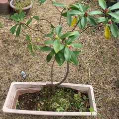 蕾付き沈丁花の苗の画像