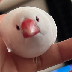 白文鳥を探しています。