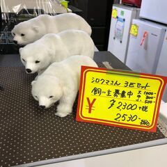新品　しろくまさん　３兄弟　飼い主さん募集中！