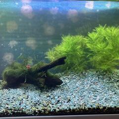 水草（アクアリウム）