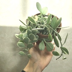 観葉植物／ボリューム有　ディスキディア•エメラルド　斑入り　手渡しの画像