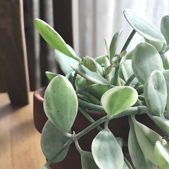 観葉植物／ボリューム有　ディスキディア•エメラルド　斑入り　手渡しの画像