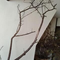 桃の木 枝 オブジェなどにの画像