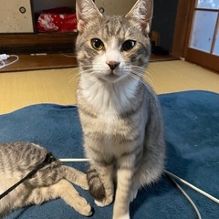 サバトラ片っぽ靴下君オス　イケメン − 大分県