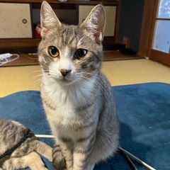 サバトラ片っぽ靴下君オス　イケメン