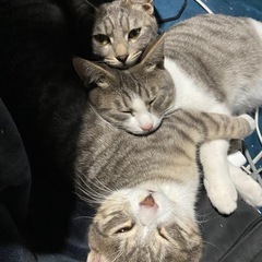 サバトラ片っぽ靴下君オス　イケメン - 猫