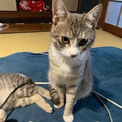 サバトラ片っぽ靴下君オス　イケメン - 国東市