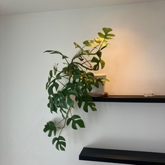 観葉植物