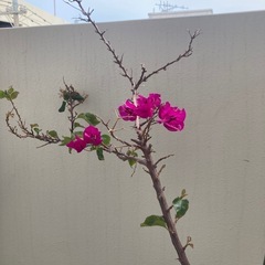 ブーゲンビリア