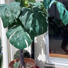モンステラ　植木　観葉植物　フェイク　ハワイ風　大きめ　インテリア　