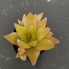 多肉植物の画像